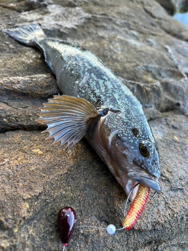 アイナメの釣果