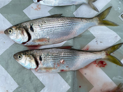 コノシロの釣果