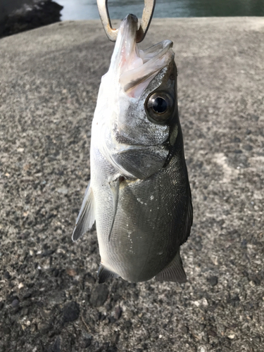 セイゴ（ヒラスズキ）の釣果