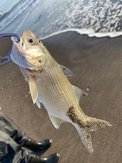 ツバメコノシロの釣果