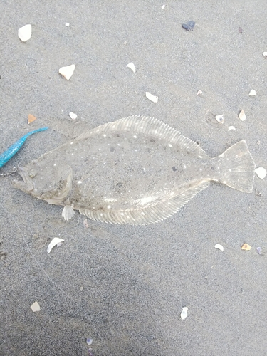 ソゲの釣果