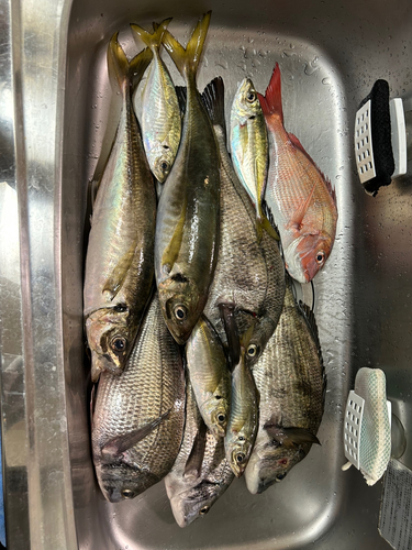 タイの釣果