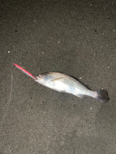 イシモチの釣果