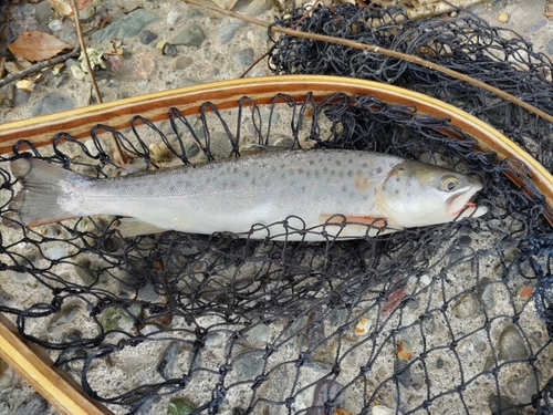 ブラウントラウトの釣果