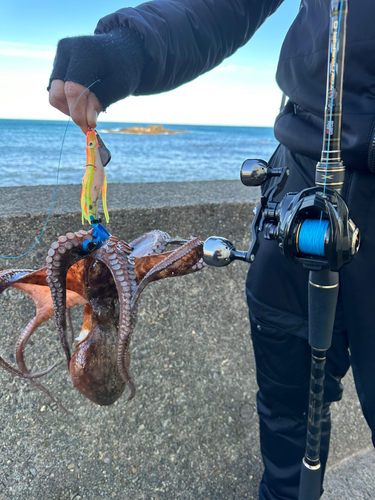 マダコの釣果