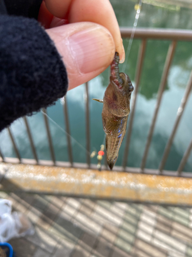 マハゼの釣果