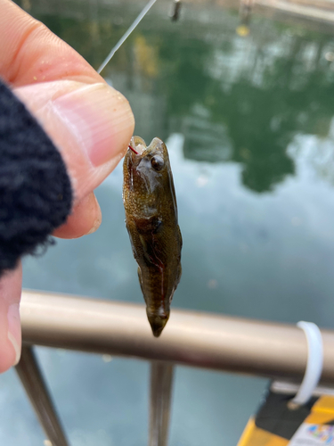 ハゼの釣果