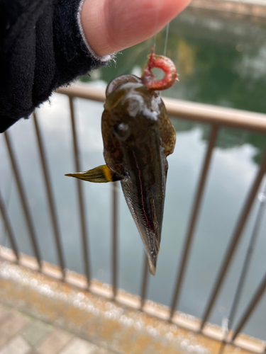 ハゼの釣果