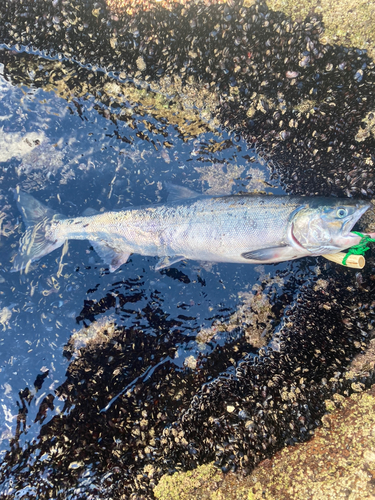 アキアジの釣果