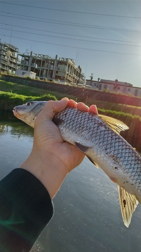 ニゴイの釣果