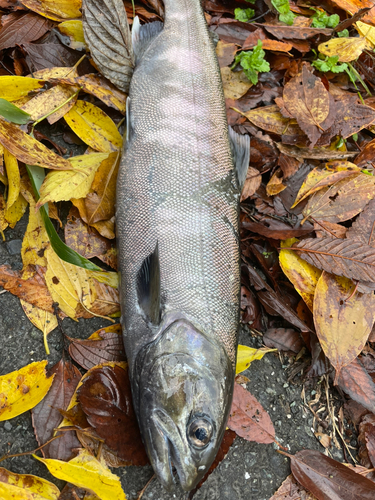 ビワマスの釣果