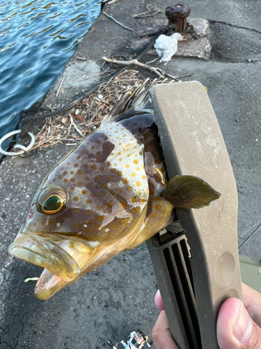 アオハタの釣果