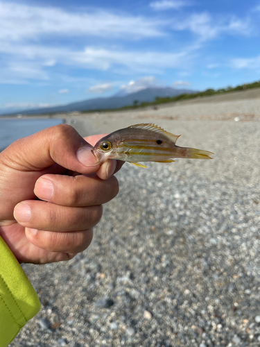 クロホシフエダイの釣果