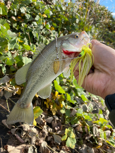 ブラックバスの釣果