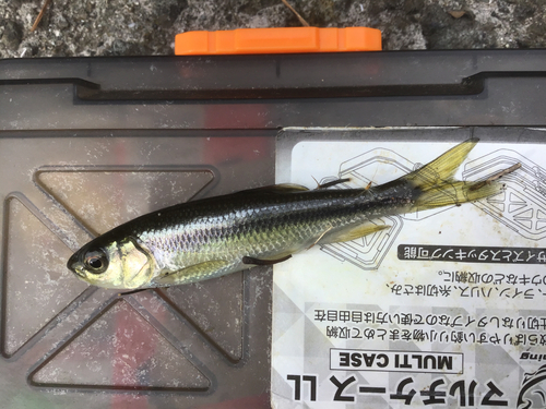 カワムツの釣果