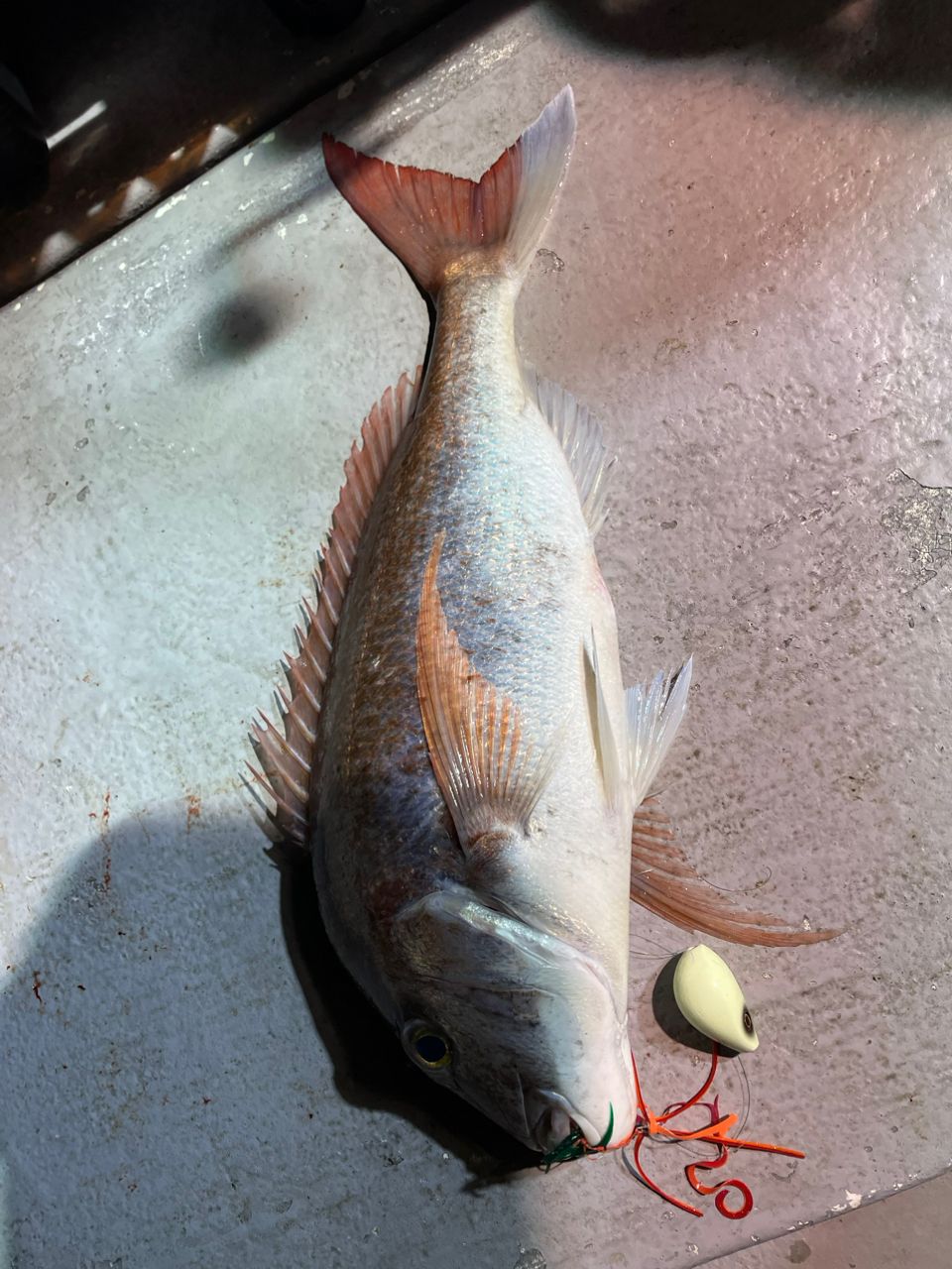 アングラーキラボシさんの釣果 2枚目の画像