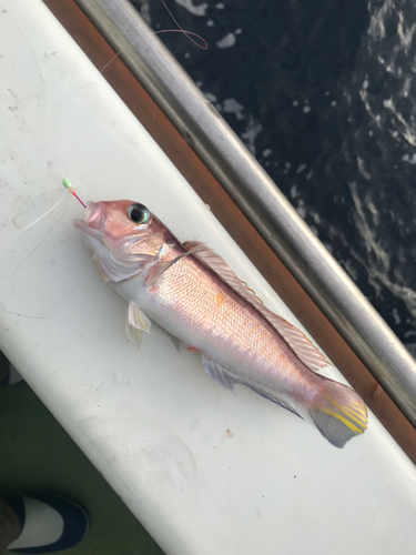 アマダイの釣果