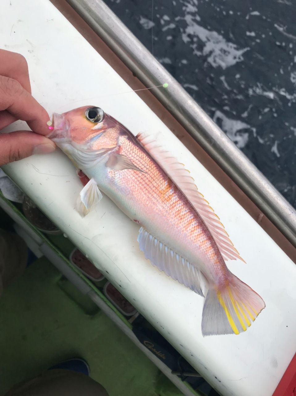 きンちゃンさんの釣果 2枚目の画像