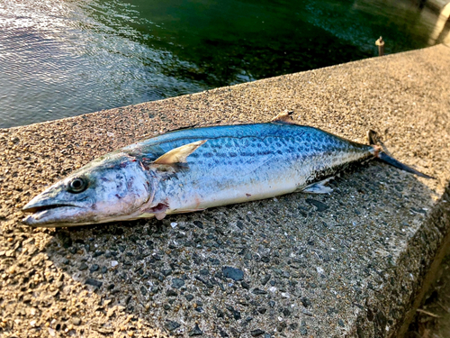 サワラの釣果