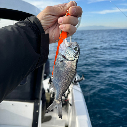 ギンメダイの釣果