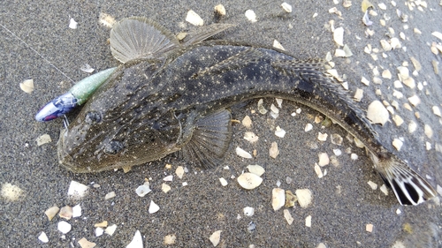 マゴチの釣果