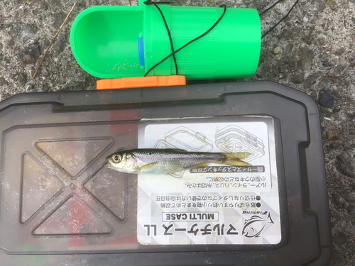 カワムツの釣果