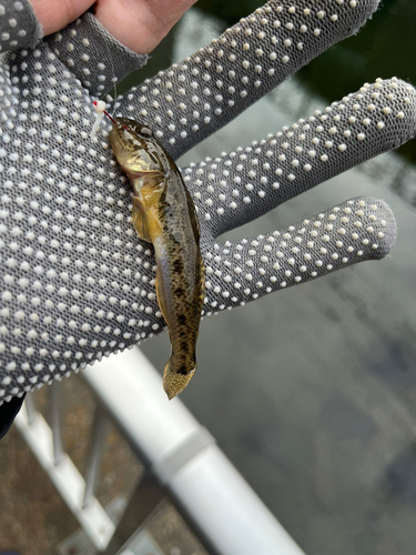 マハゼの釣果