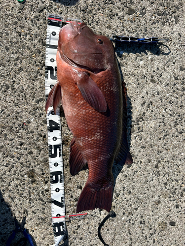 コブダイの釣果