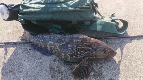 アイナメの釣果