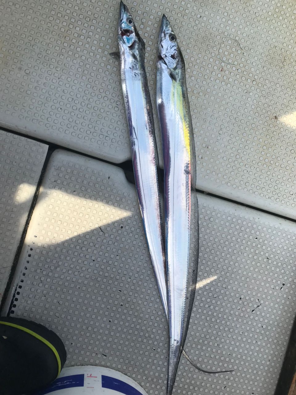 タチウオ