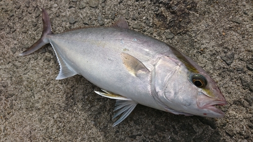 ネリゴの釣果