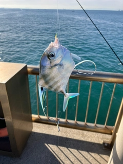 イトヒキアジの釣果