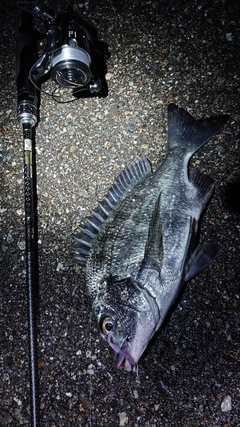 クロダイの釣果