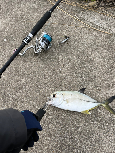 メッキの釣果