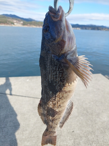 アイナメの釣果