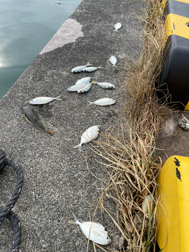 ヒイラギの釣果