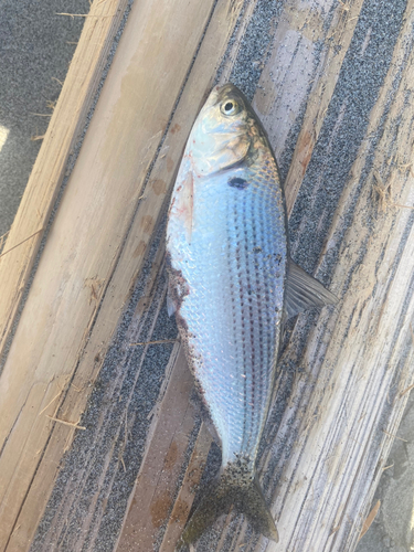 コノシロの釣果