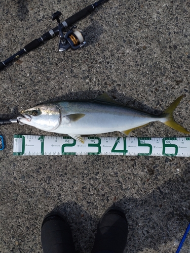 メジロの釣果