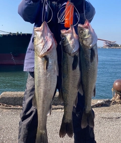 シーバスの釣果