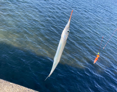 サヨリの釣果