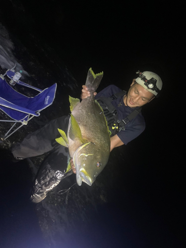 ナミフエダイの釣果