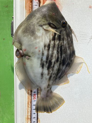 カワハギの釣果