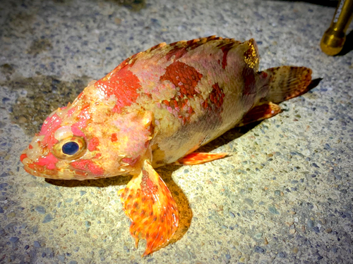 ヨロイメバルの釣果