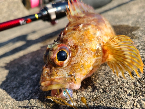 ガシラの釣果