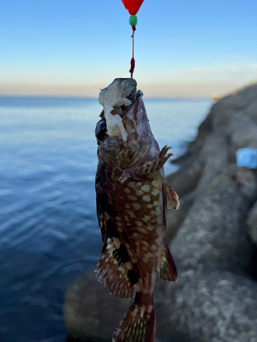 ガシラの釣果