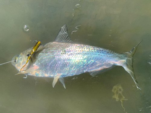 コノシロの釣果