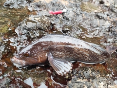 アイナメの釣果