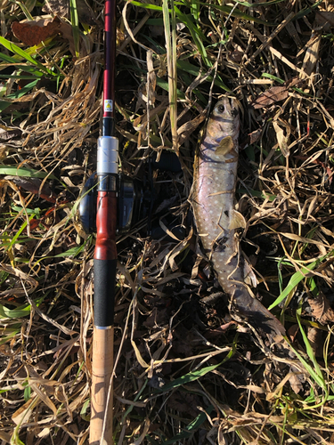 アメマスの釣果