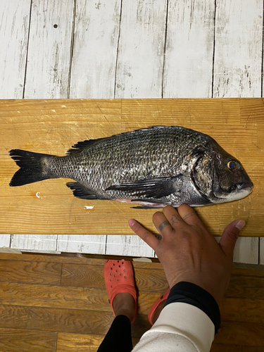 クロダイの釣果