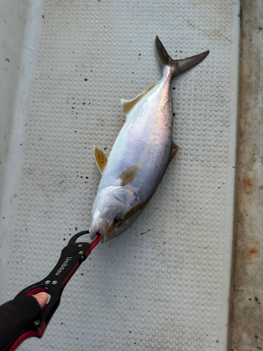 シオの釣果